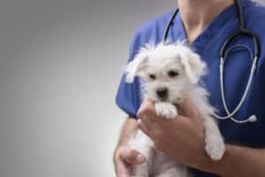 Veterinarian SEO