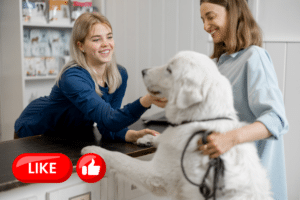 Veterinarian Social Media